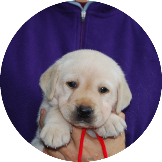 女の子(レッド母マリー)(A child of & マリー) 女の子(レッド母マリー)